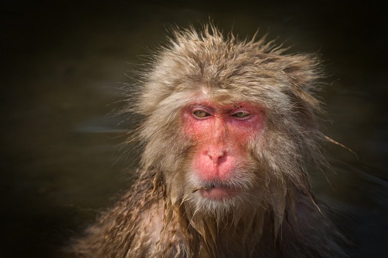 22 Jigokudani Snow Monkey Park.jpg
